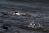 _MG_7863 Least Tern.jpg