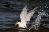 _MG_8073 Least Tern.jpg