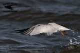 _MG_8074 Least Tern.jpg