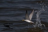 _MG_8226 Least Tern.jpg
