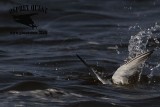 _MG_8268 Least Tern.jpg