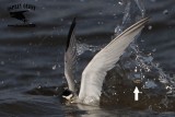 _MG_8289crop Least Tern.jpg