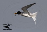 _MG_8297 Least Tern.jpg