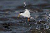 _MG_8305 Least Tern.jpg