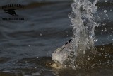 _MG_8602 Least Tern.jpg