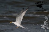 _MG_8604 Least Tern.jpg