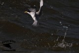 _MG_8908 Least Tern.jpg