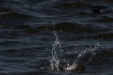 _MG_8977 Least Tern.jpg