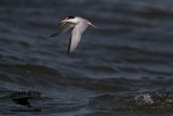_MG_9084 Least Tern.jpg