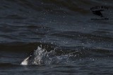 _MG_9645 Least Tern.jpg