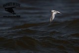 _MG_9650 Least Tern.jpg