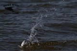 _MG_9695 Least Tern.jpg