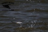 _MG_9713 Least Tern.jpg