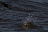 _MG_9725 Least Tern.jpg