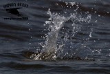 _MG_9726 Least Tern.jpg