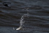 _MG_9835 Least Tern.jpg