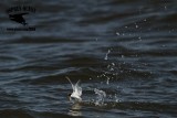 _MG_9883 Least Tern.jpg