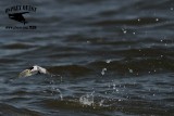 _MG_9884 Least Tern.jpg