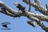 _MG_1953 Red-breasted Nuthatch.jpg