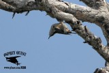 _MG_1956 Red-breasted Nuthatch.jpg