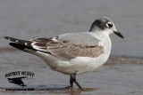_MG_3507 Franklins Gull.jpg
