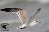_MG_3542 Franklins Gull.jpg