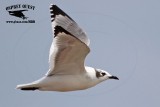 _MG_3715 Franklins Gull.jpg