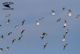 _MG_4548 Franklins Gull.jpg