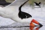 _MG_1820 Black Skimmer.jpg