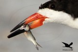 _MG_2619 Black Skimmer.jpg