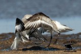 _MG_6513 Sanderling.jpg