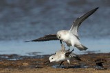 _MG_6522 Sanderling.jpg