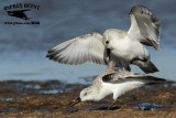 _MG_6523 Sanderling.jpg