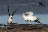 _MG_6555 Sanderling.jpg