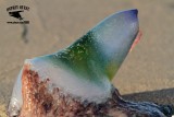 _MG_9039 Portuguese man o war.jpg