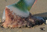 _MG_9046 Portuguese man o war.jpg