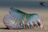 _MG_9059 Portuguese man o war.jpg