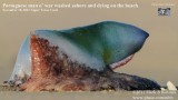 _MG_9069 Portuguese man o war.jpg