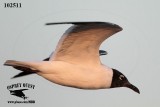 _MG_4274 Laughing Gull.jpg