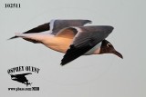_MG_4276 Laughing Gull.jpg