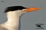 _MG_1485 Royal Tern.jpg