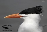 _MG_7323 Royal Tern.jpg