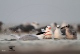 _MG_8613 Royal Tern.jpg