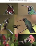 Calliope and Broad-billed Hummingbird.jpg