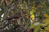 _MG_9120 Coopers Hawk.jpg