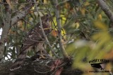 _MG_9147 Coopers Hawk.jpg