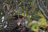 _MG_9171 Coopers Hawk.jpg