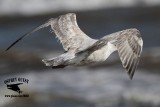 _MG_9576 Thayers Gull?.jpg