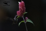 _MG_0906 Calliope Hummingbird.jpg