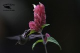 _MG_0908 Calliope Hummingbird.jpg